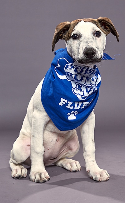 Puppy Bowl XVI